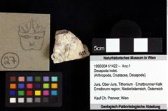 Foto (Objket + Etiketten) von Pithonoton marginatum (von Meyer, 1842) 